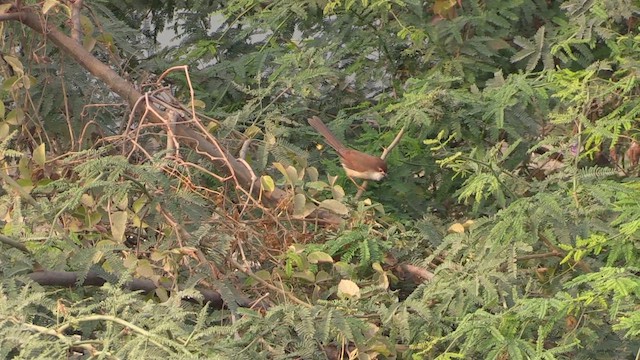 Yellow-eyed Babbler - ML614696011