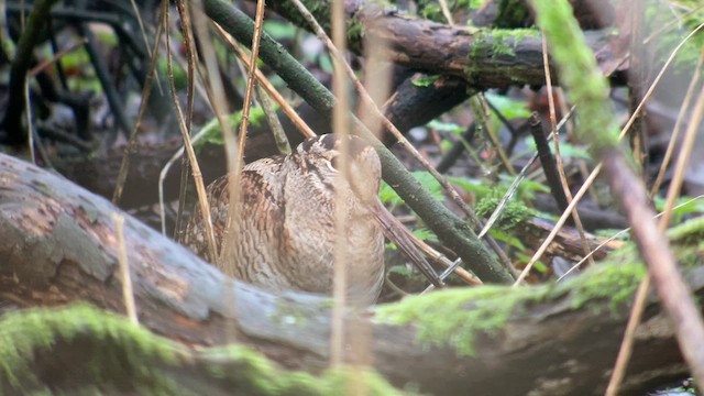 Eurasian Woodcock - ML614696031