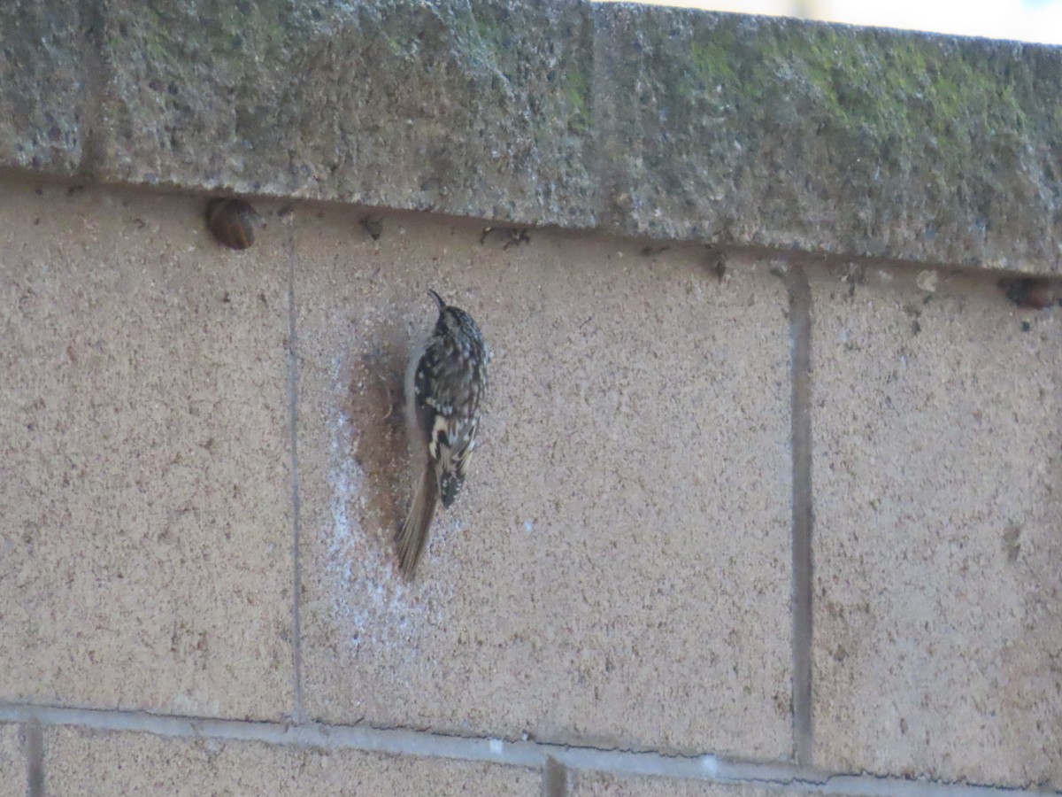 Brown Creeper - Brian Nothhelfer