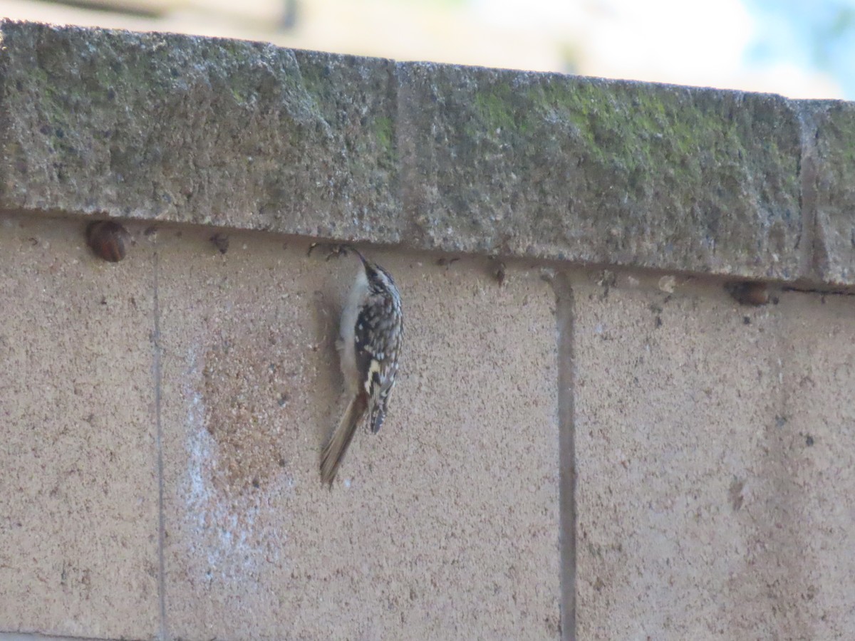 Brown Creeper - Brian Nothhelfer