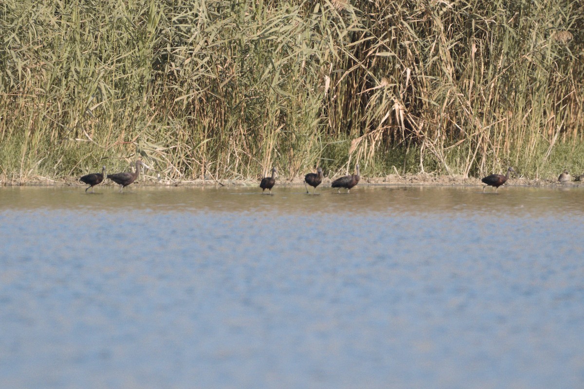 Glossy Ibis - ML614696112