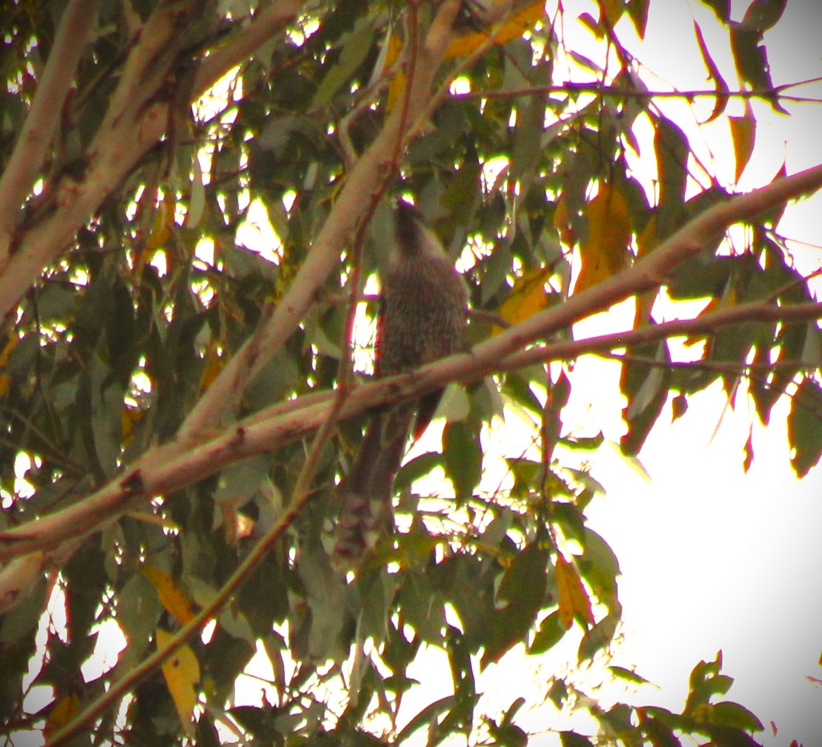 Little Wattlebird - ML614696113