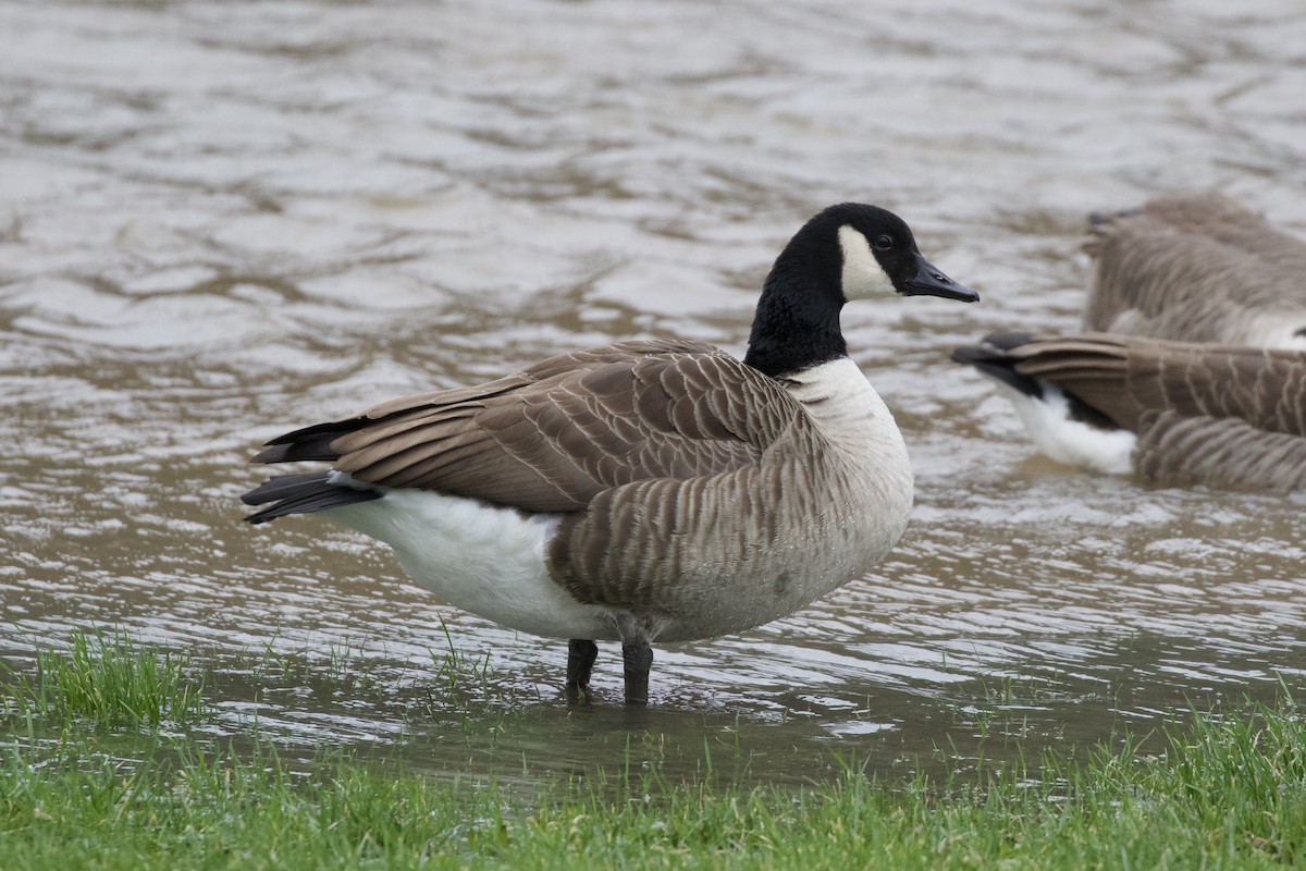 Canada Goose - Thomas Doebel