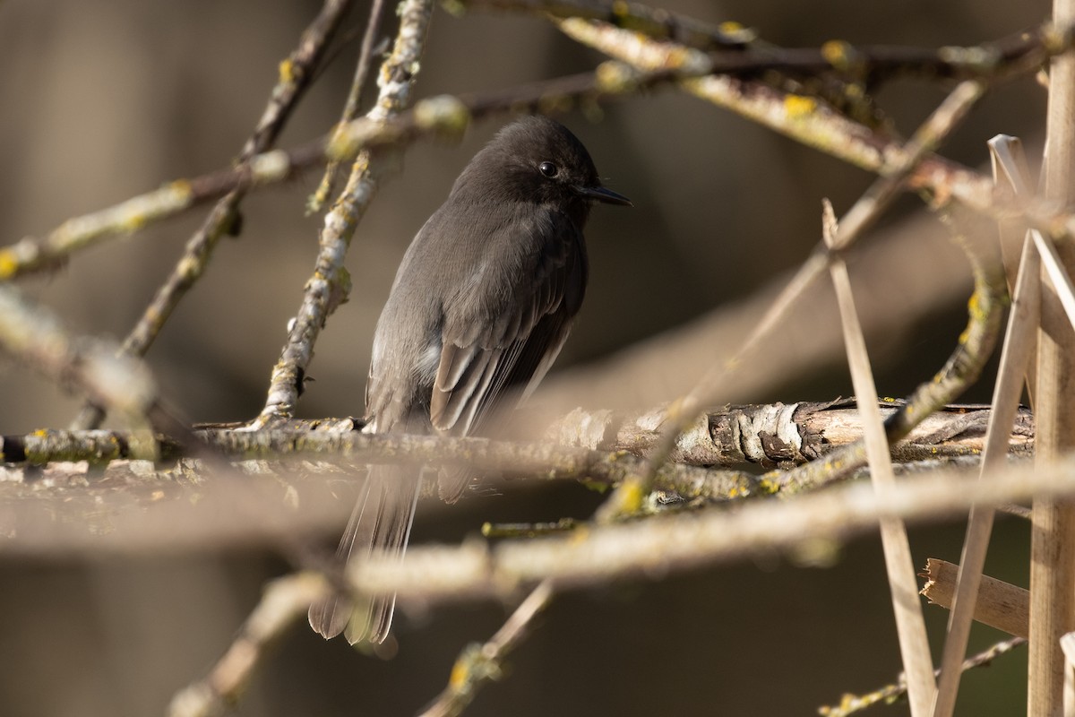 Black Phoebe - ML614696213