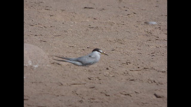 Peruvian Tern - ML614696218