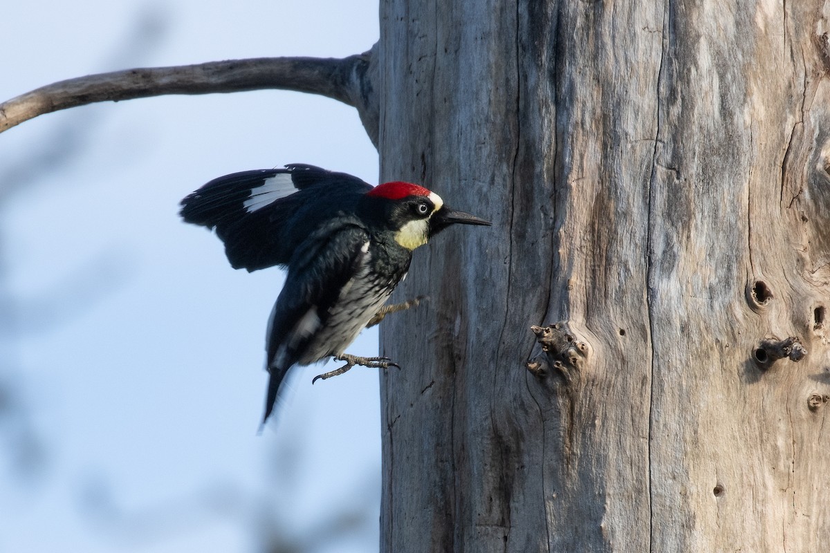 Acorn Woodpecker - Kyle Landstra