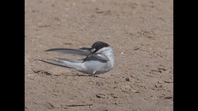 Peruvian Tern - ML614696234