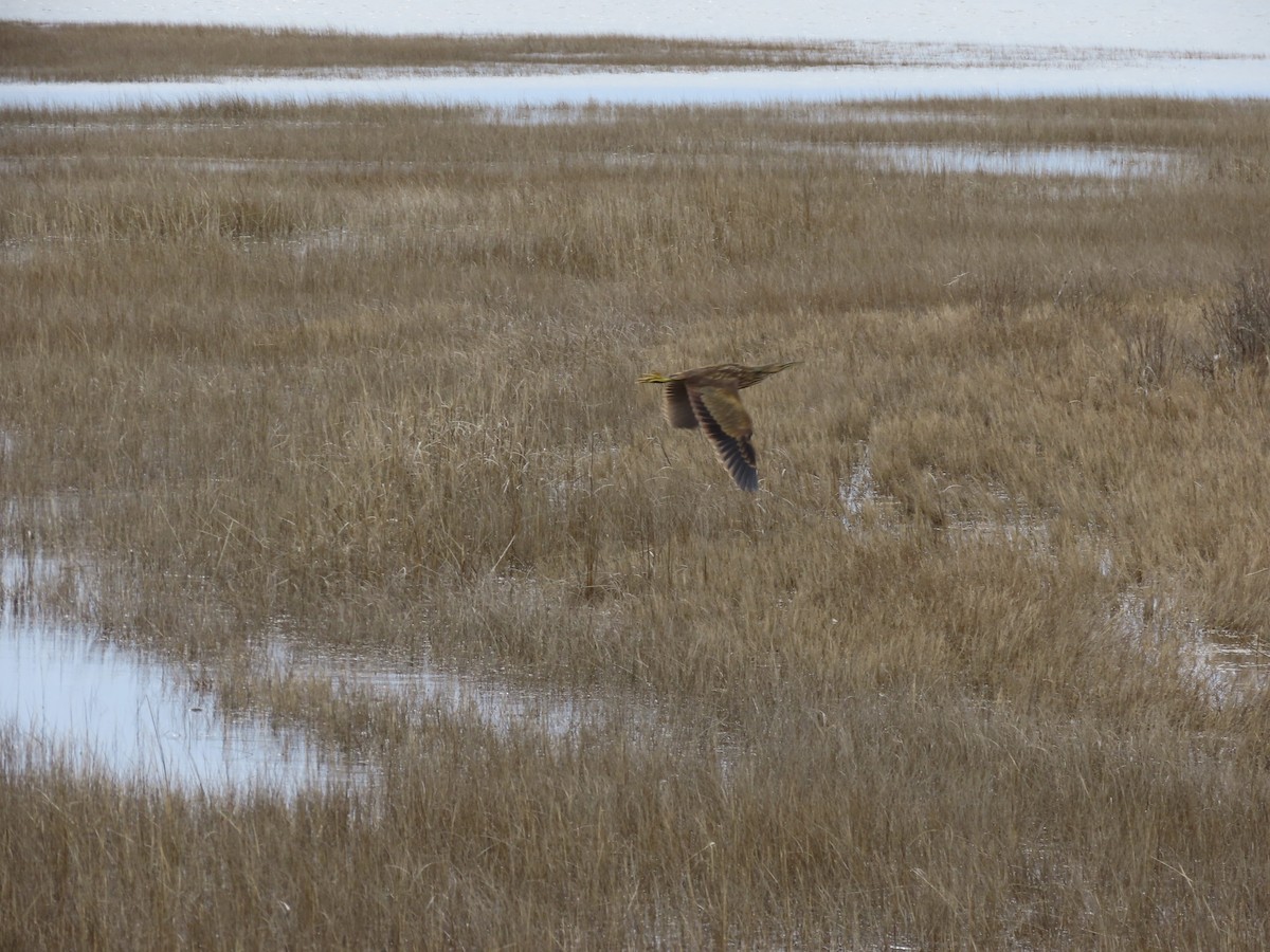 American Bittern - ML614696241