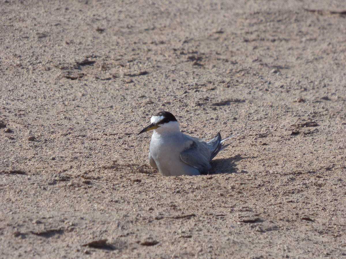 Peruvian Tern - ML614696259