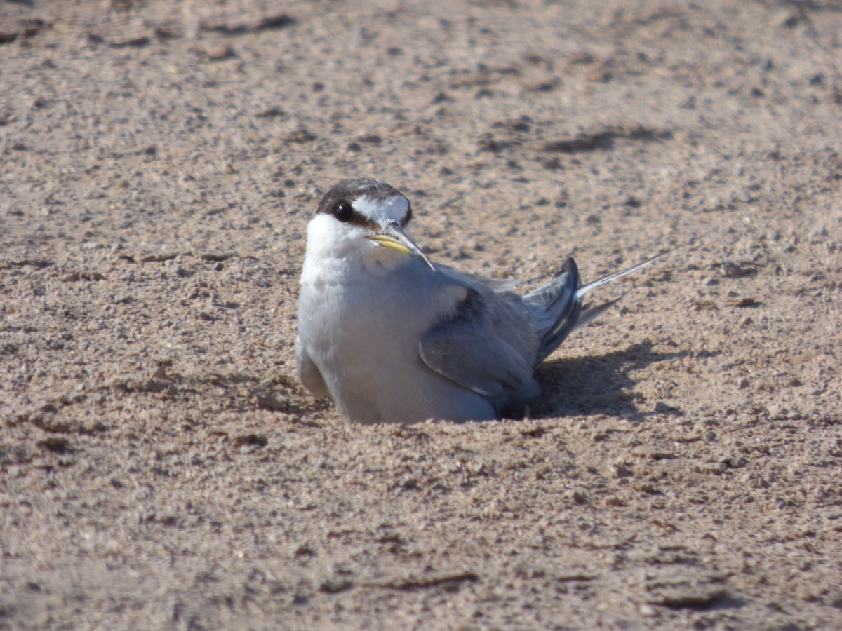 Peruvian Tern - Antonieta Gonzalez Soto