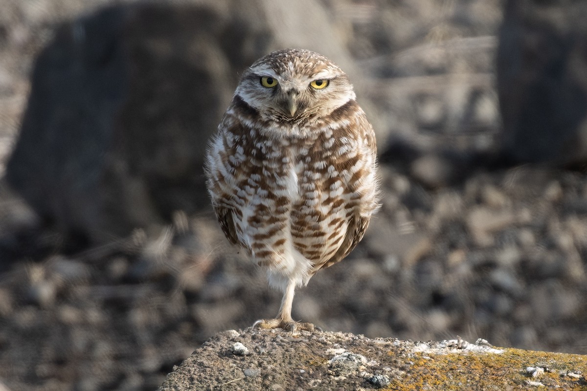 Burrowing Owl - Kyle Landstra