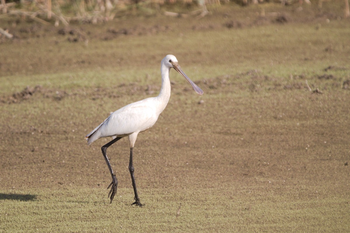 Eurasian Spoonbill - ML614696285