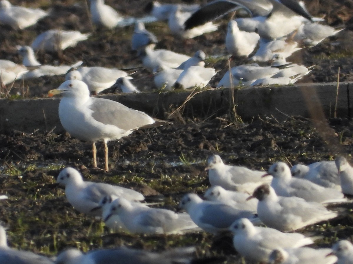 Yellow-legged Gull - ML614696294