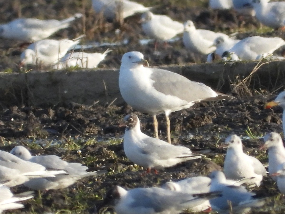 Yellow-legged Gull - ML614696295