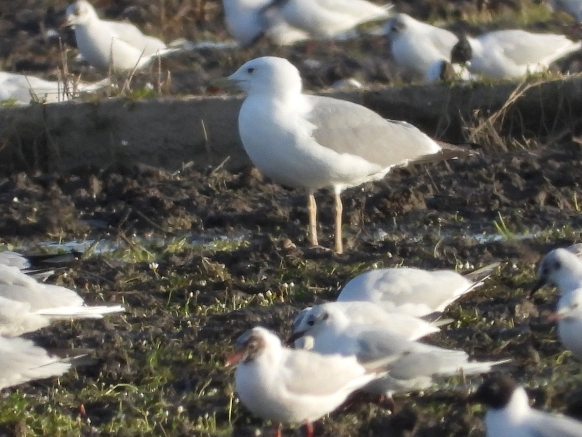 Yellow-legged Gull - ML614696297