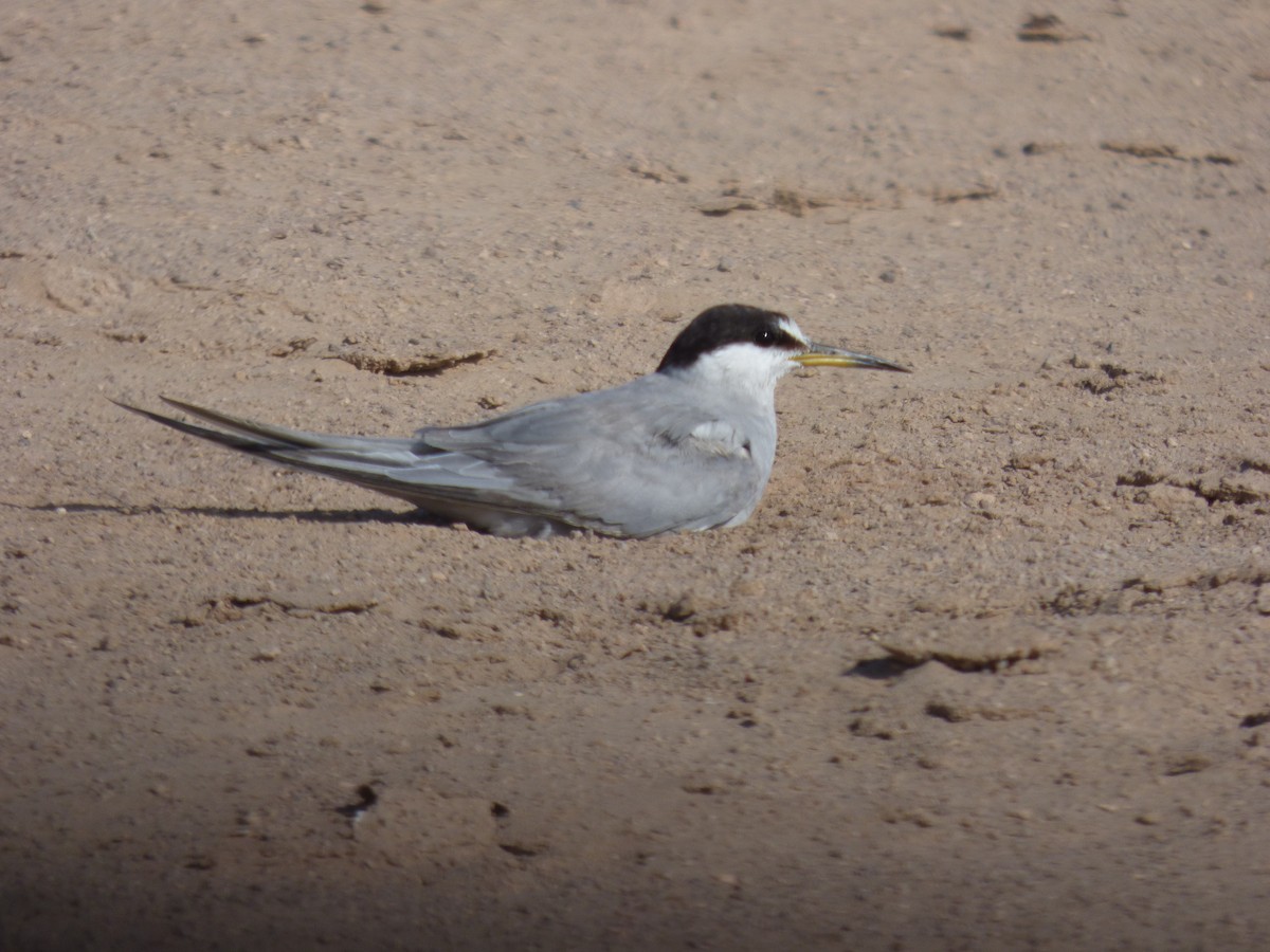 Peruvian Tern - ML614696298