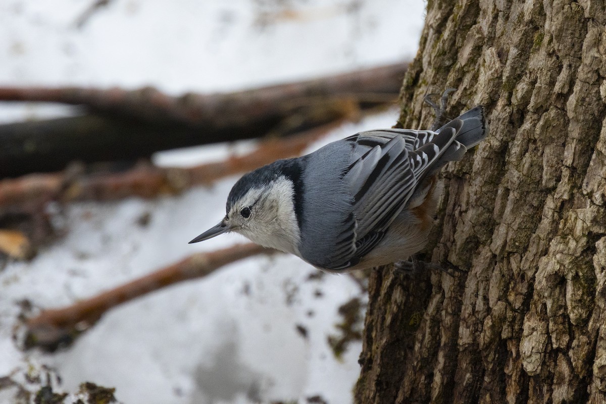 White-breasted Nuthatch - ML614696338