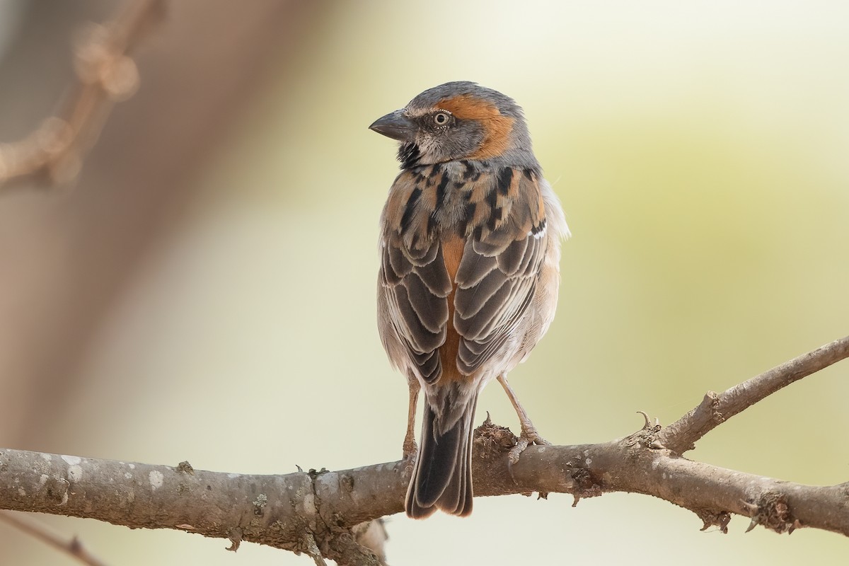 Kenya Rufous Sparrow - Ilya Povalyaev