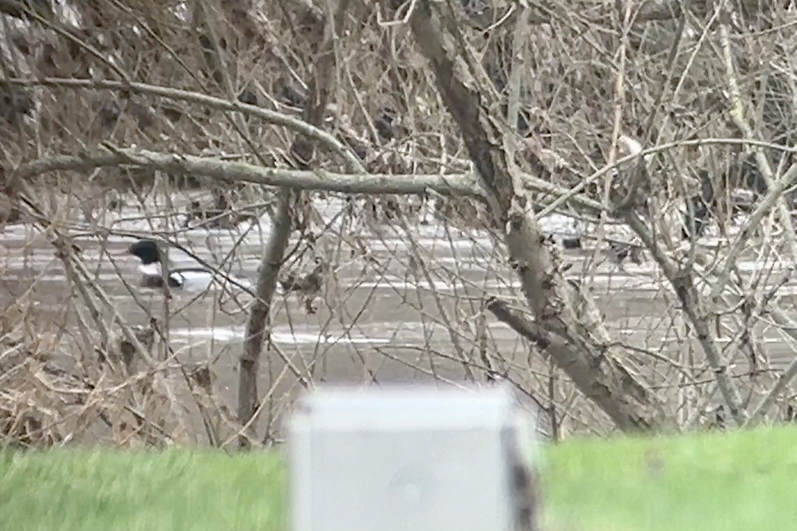 Red-breasted Merganser - Thomas Doebel