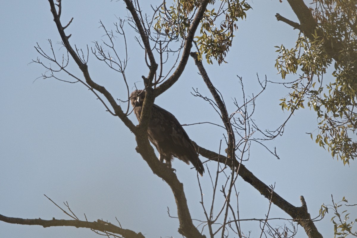 Lesser Spotted Eagle - ML614696443