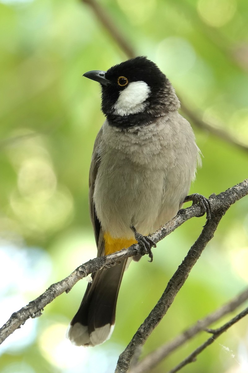 White-eared Bulbul - ML614696480