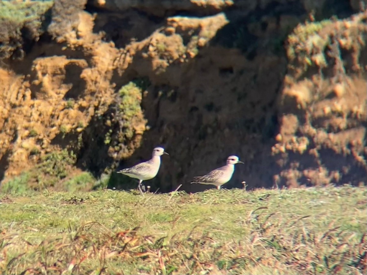 Black-bellied Plover - ML614696500