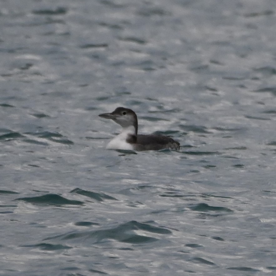 Common Loon - ML614696510