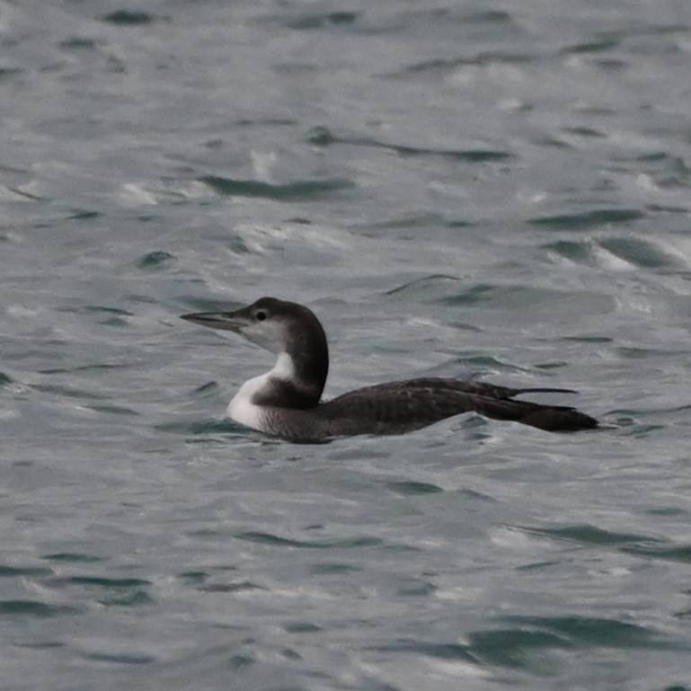 Common Loon - ML614696511