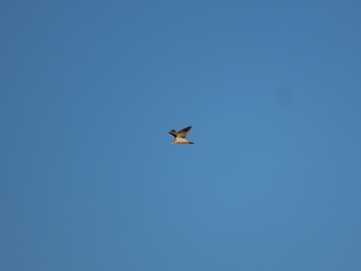 Black-winged Kite - ML614696541