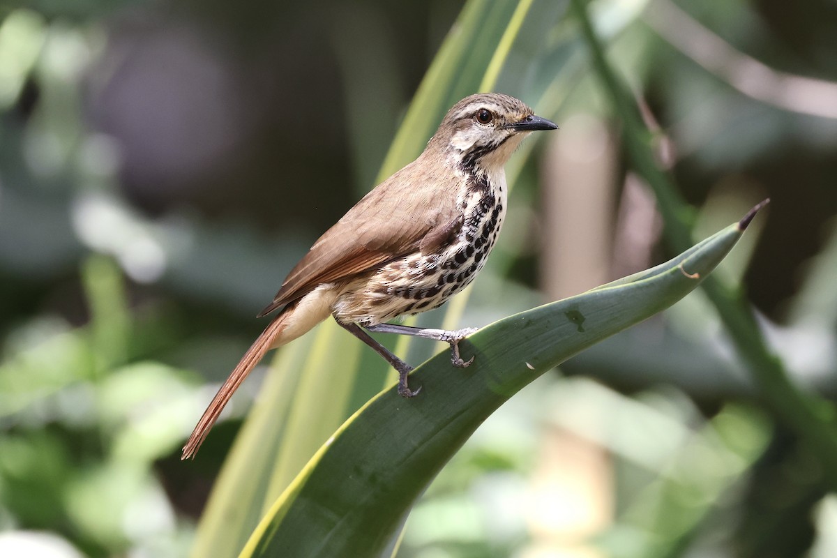 Spotted Morning-Thrush - ML614696577