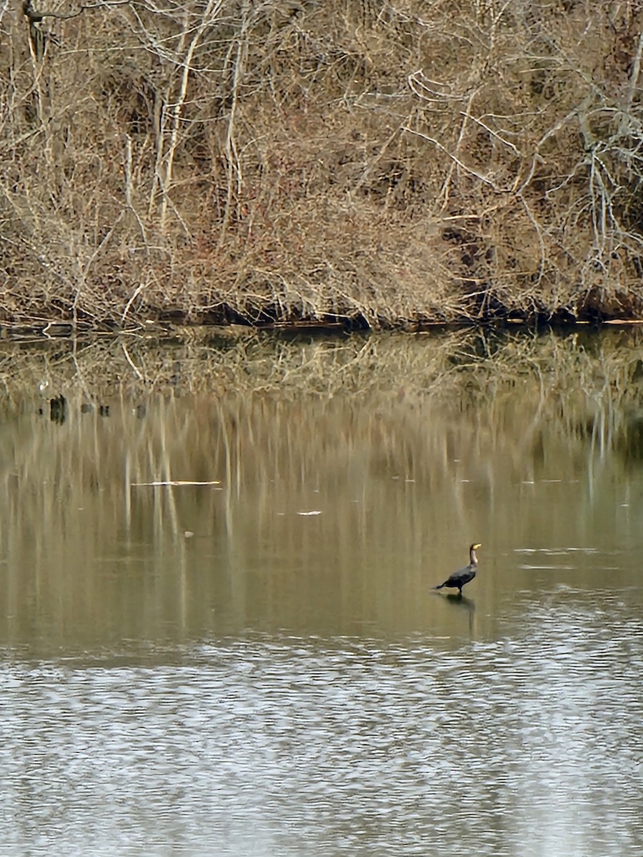 Double-crested Cormorant - Nelle Howard