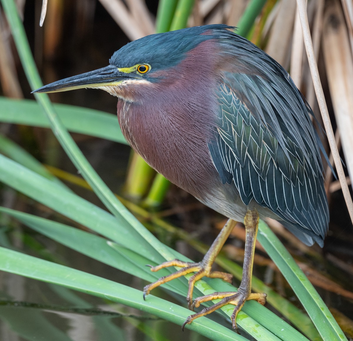 Green Heron - Michael  Hingerty