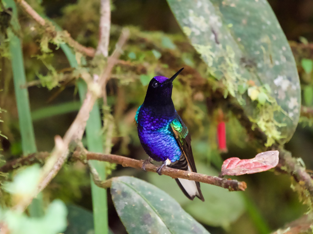 kolibřík hyacintový - ML614696806