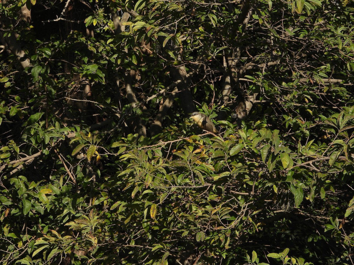 Mangrove Cuckoo - ML614696840