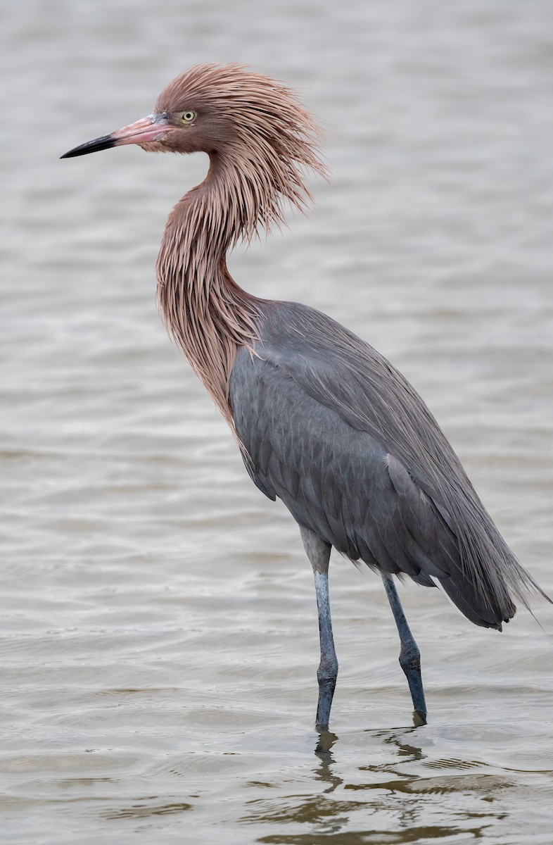 Reddish Egret - Michael  Hingerty