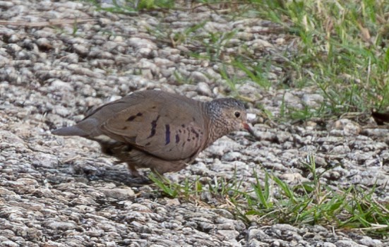 Common Ground Dove - ML614697203