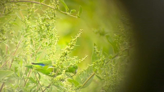 Blauflügel-Sperlingspapagei - ML614697230