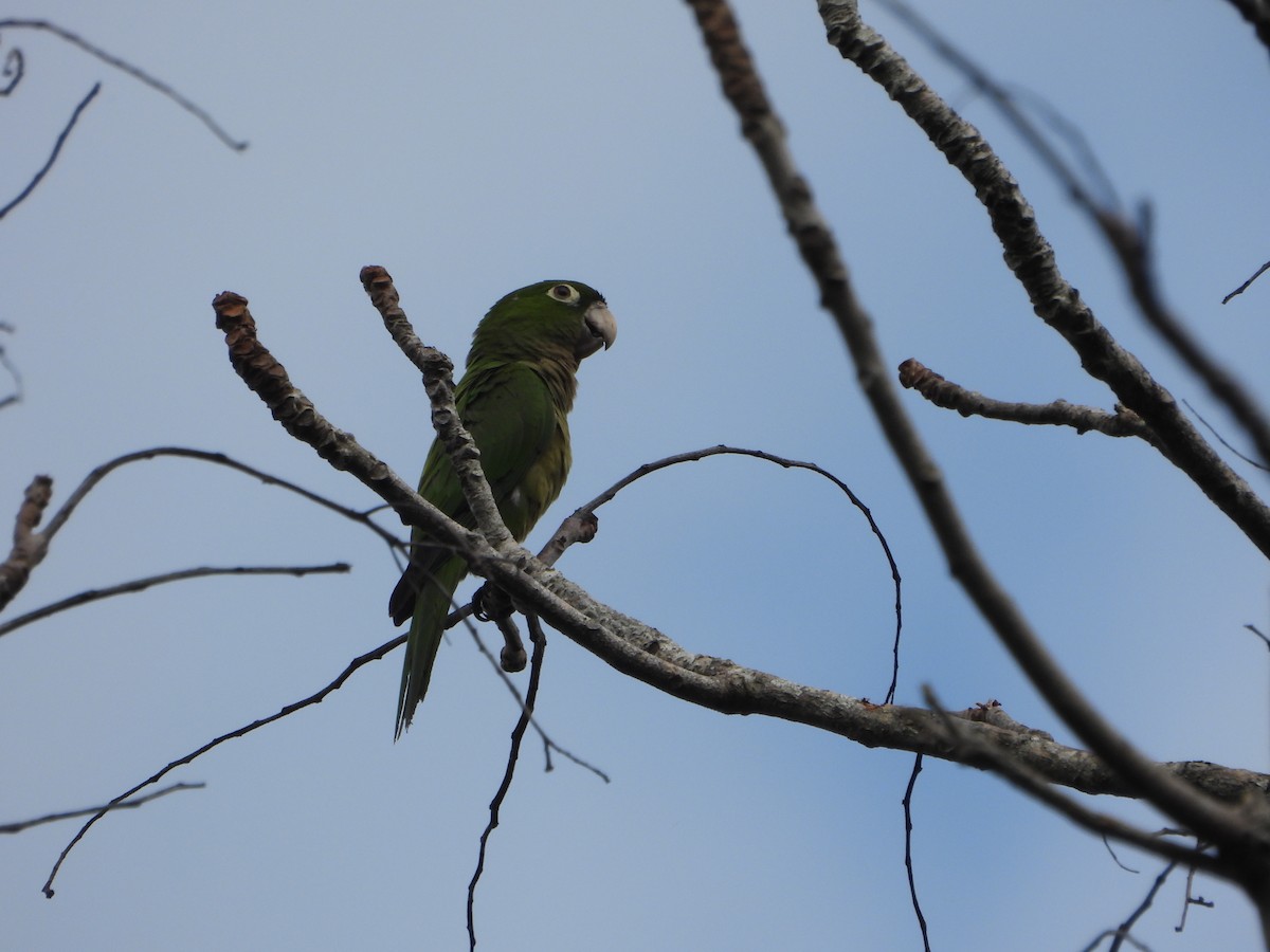 Olive-throated Parakeet (Jamaican) - ML614697240