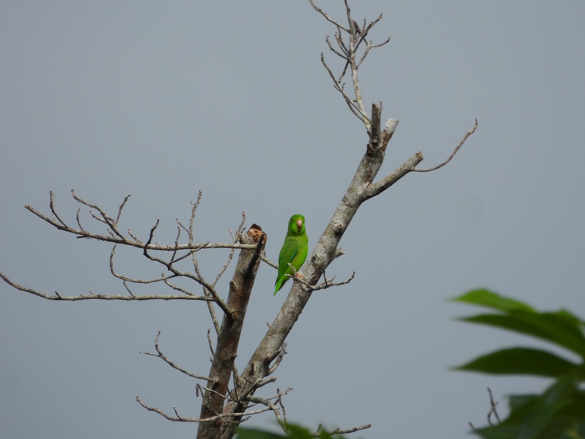 Yeşil Sokumlu Serçe Papağanı - ML614697268