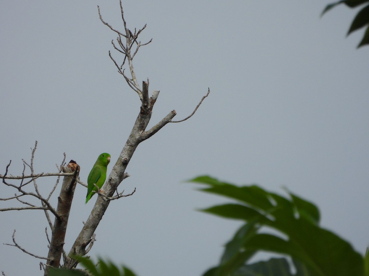 Yeşil Sokumlu Serçe Papağanı - ML614697269