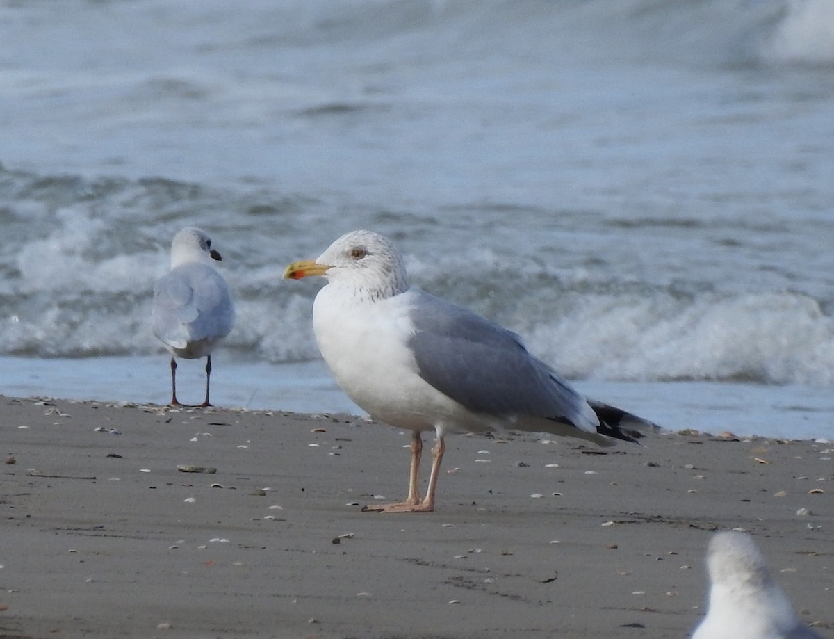 Herring Gull - Lorenzo Pini