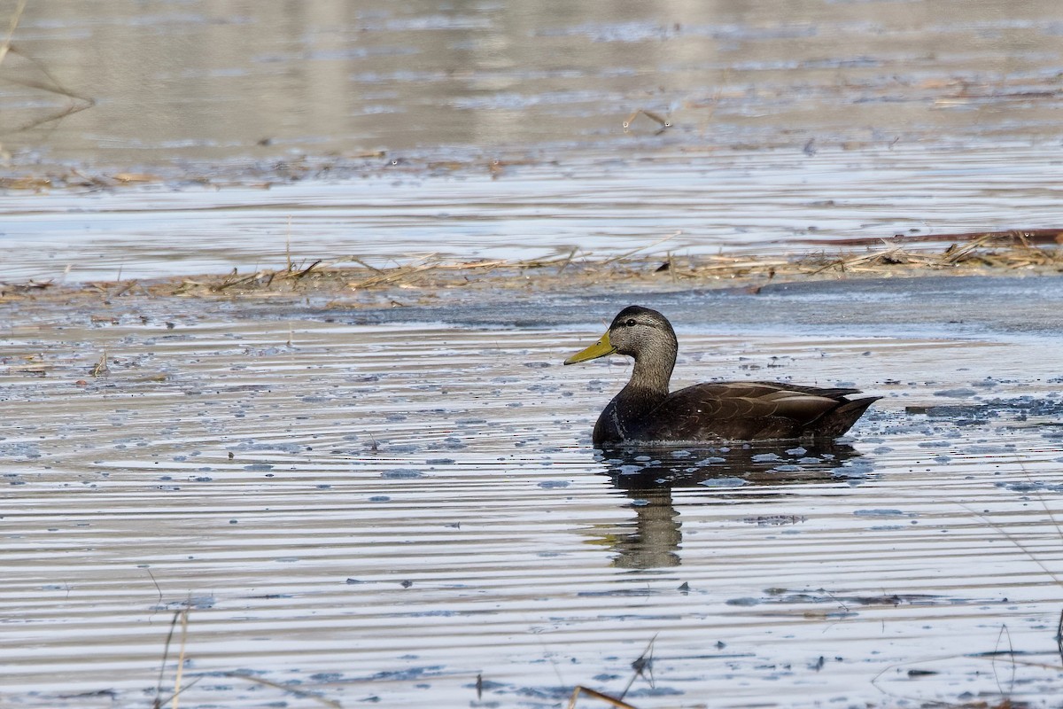 Canard noir - ML614697320