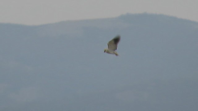 Black-winged Kite - ML614697392