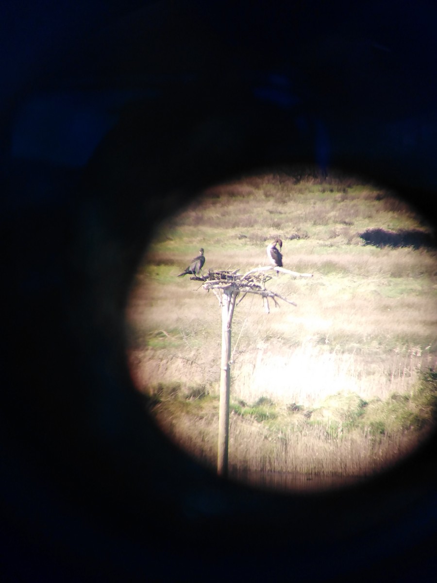 Great Cormorant - ML614697469