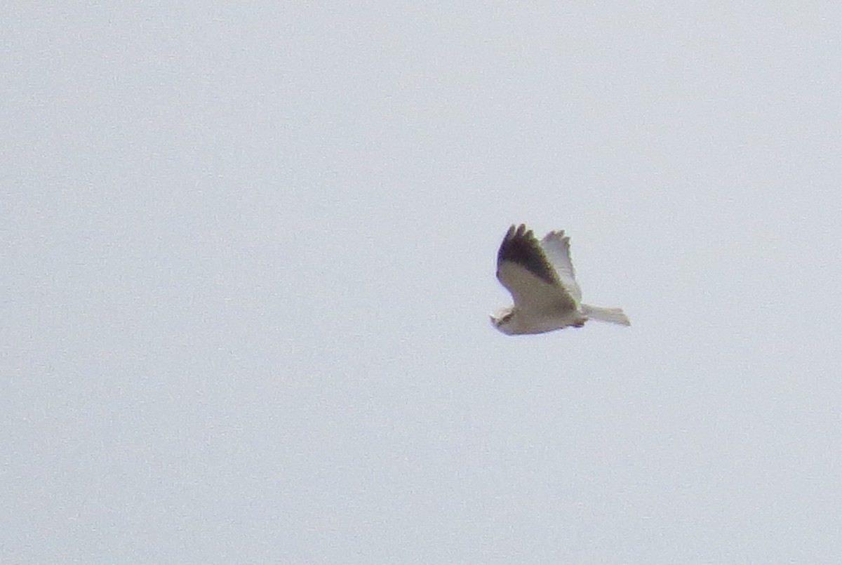 Black-winged Kite - Georgi Kamov