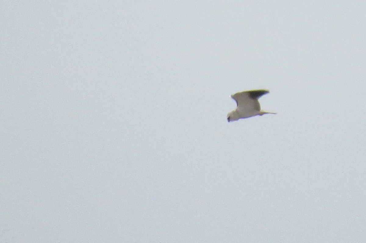 Black-winged Kite - Georgi Kamov