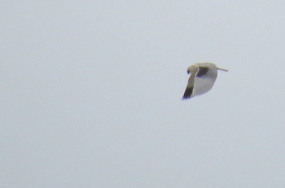 Black-winged Kite - Georgi Kamov