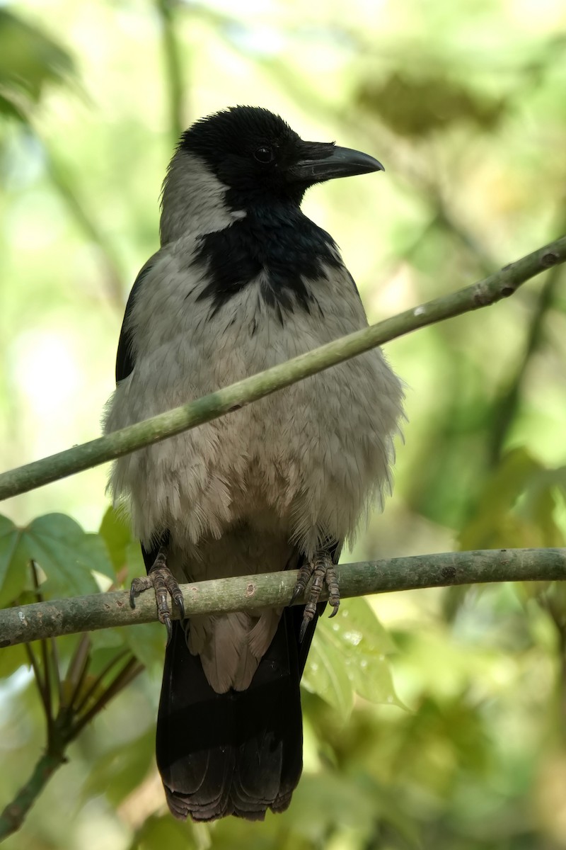 Саарал хэрээ - ML614697562