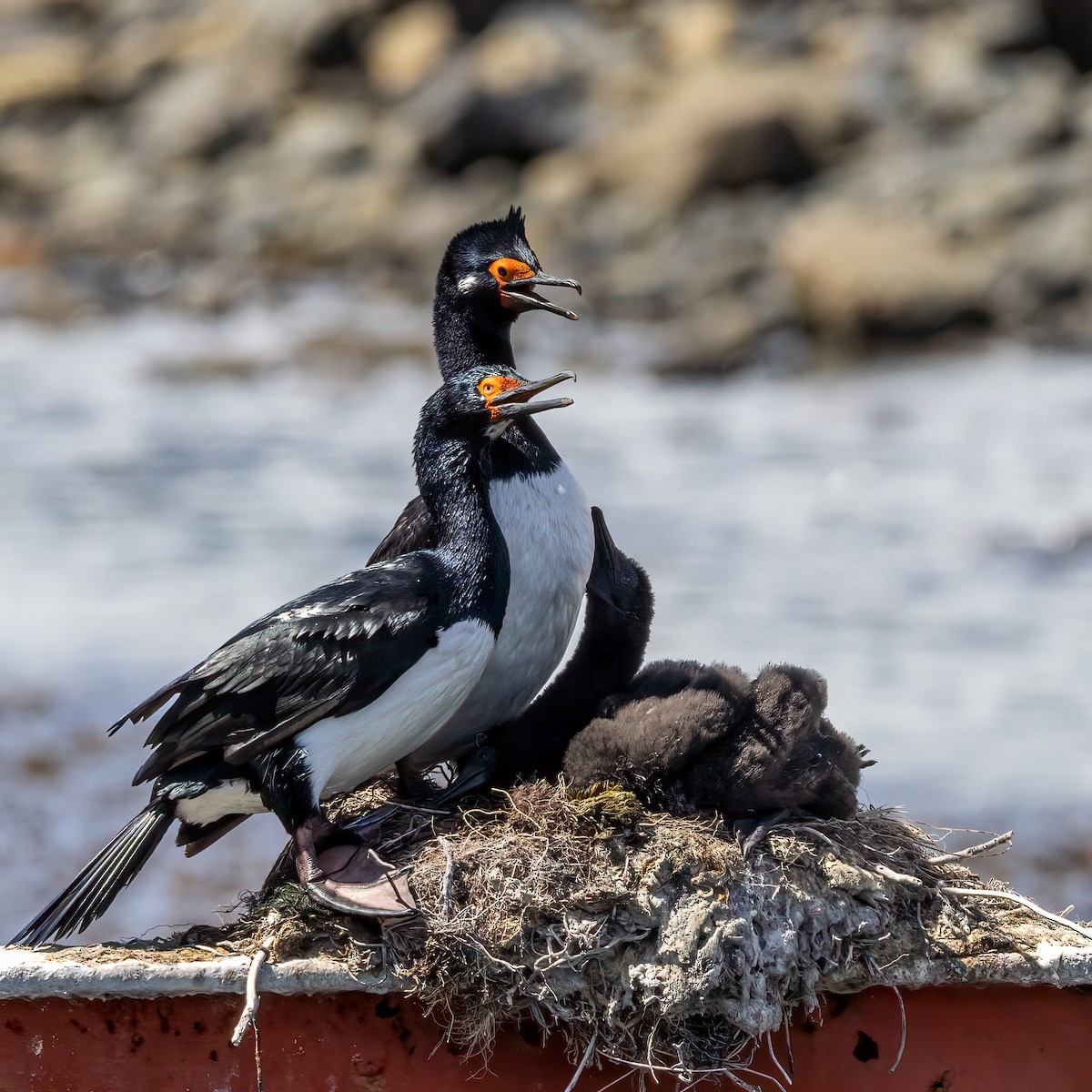 Magellanic Cormorant - ML614697570