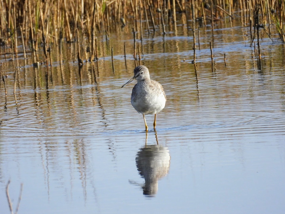 Greater Yellowlegs - ML614697611